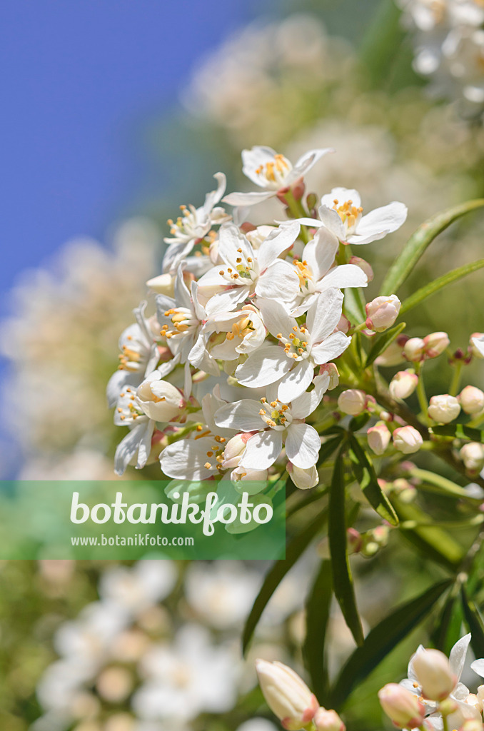 531165 - Mexican orange blossom (Choisya ternata 'Aztec Pearl' syn. Choisya x dewitteana 'Aztec Pearl')