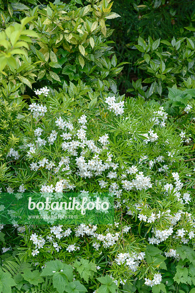 547111 - Mexican orange blossom (Choisya ternata 'Aztec Pearl' syn. Choisya x dewitteana 'Aztec Pearl')