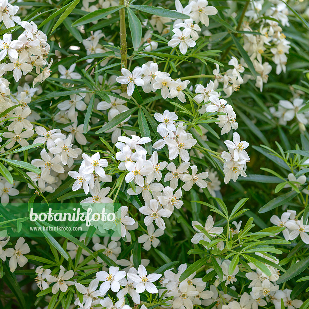 575056 - Mexican orange blossom (Choisya ternata 'Aztec Pearl' syn. Choisya x dewitteana 'Aztec Pearl')