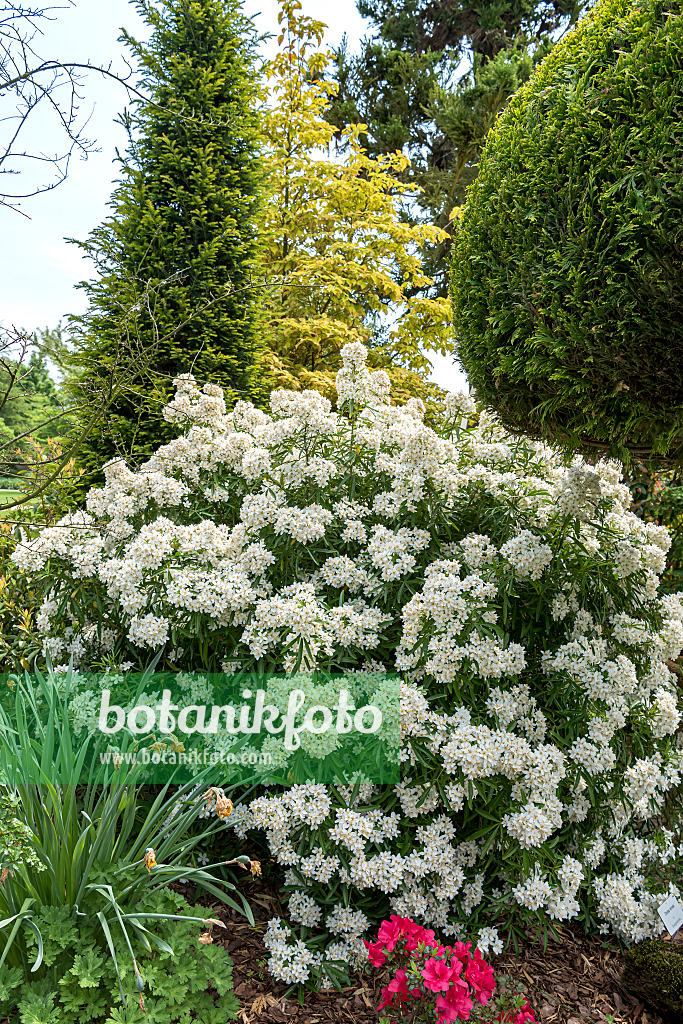 638045 - Mexican orange blossom (Choisya ternata 'Aztec Pearl' syn. Choisya x dewitteana 'Aztec Pearl')