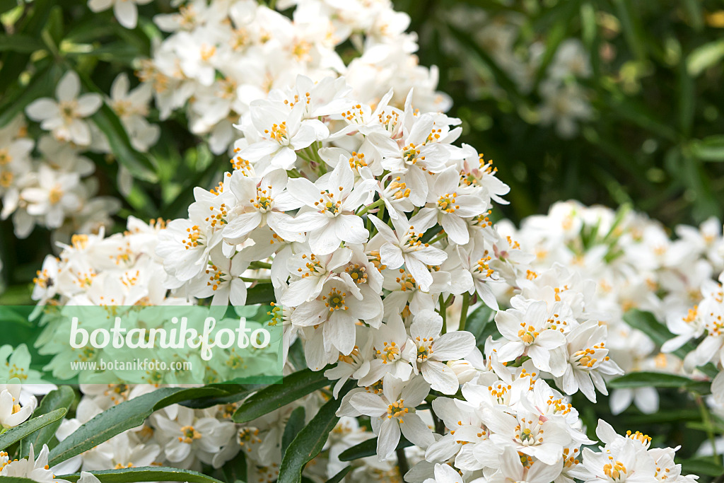 638046 - Mexican orange blossom (Choisya ternata 'Aztec Pearl' syn. Choisya x dewitteana 'Aztec Pearl')