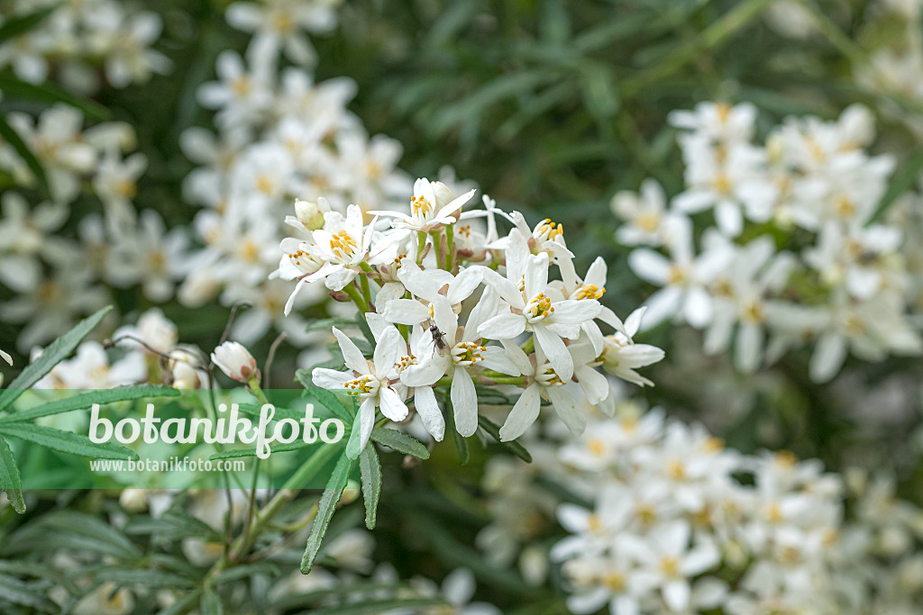 625158 - Mexican orange blossom (Choisya ternata 'White Dazzler' syn. Choisya x dewitteana 'White Dazzler')