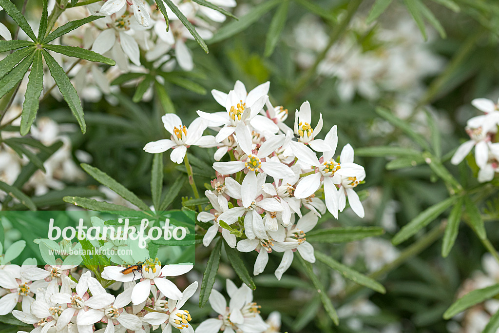 625160 - Mexican orange blossom (Choisya ternata 'White Dazzler' syn. Choisya x dewitteana 'White Dazzler')