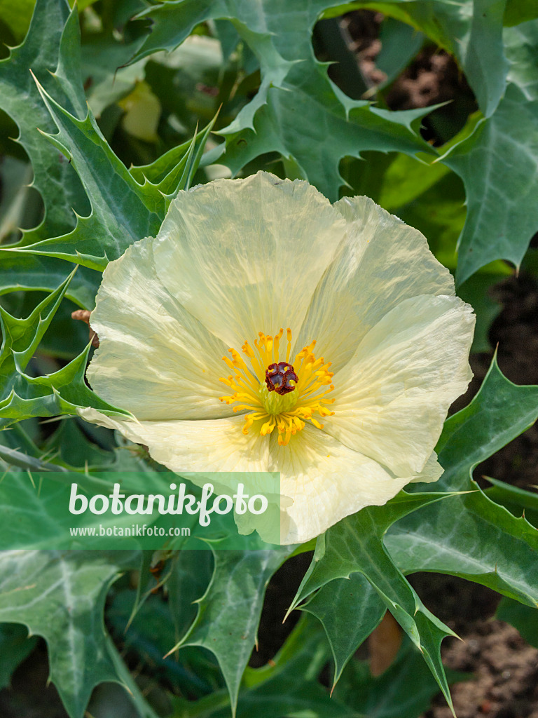 405057 - Mexican prickly poppy (Argemone mexicana)