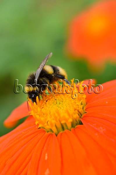 498200 - Mexican sunflower (Tithonia rotundifolia) and bumble bee (Bombus)