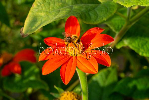 625021 - Mexican sunflower (Tithonia rotundifolia) and bumble bee (Bombus)