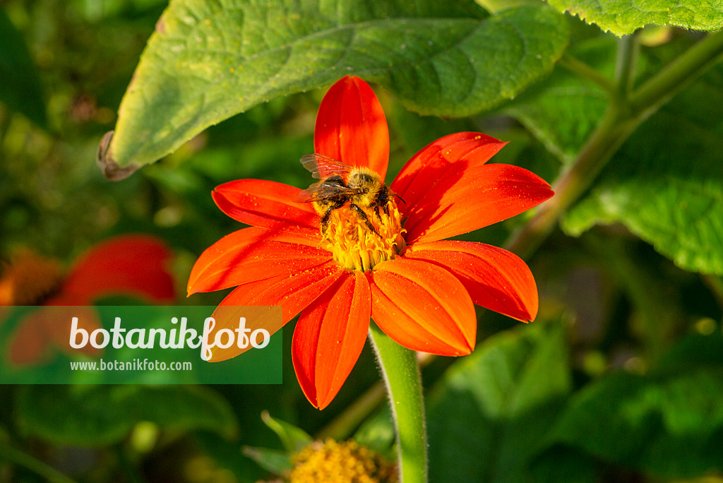 625021 - Mexican sunflower (Tithonia rotundifolia) and bumble bee (Bombus)