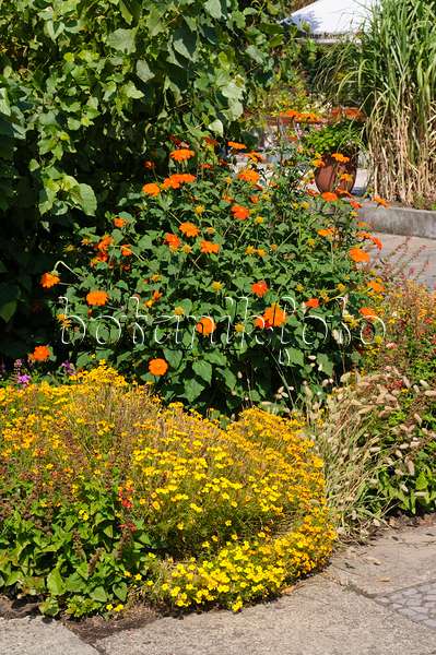 476032 - Mexican sunflowers (Tithonia rotundifolia) and marigolds (Tagetes)
