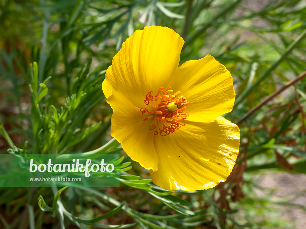 453147 - Mexican tulip poppy (Hunnemannia fumariifolia)