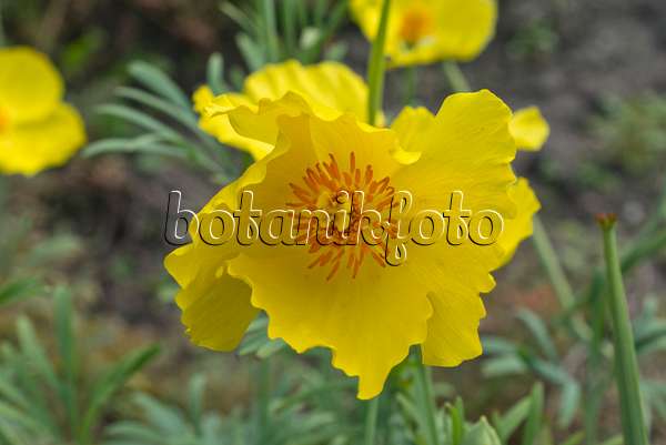 559145 - Mexican tulip poppy (Hunnemannia fumariifolia)