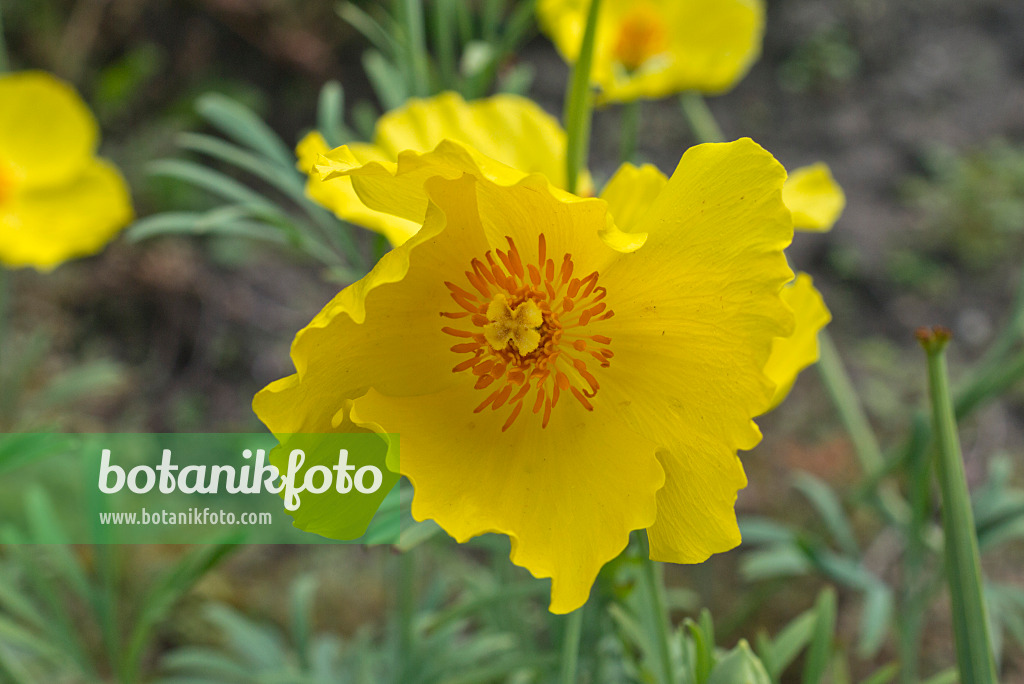 559145 - Mexican tulip poppy (Hunnemannia fumariifolia)