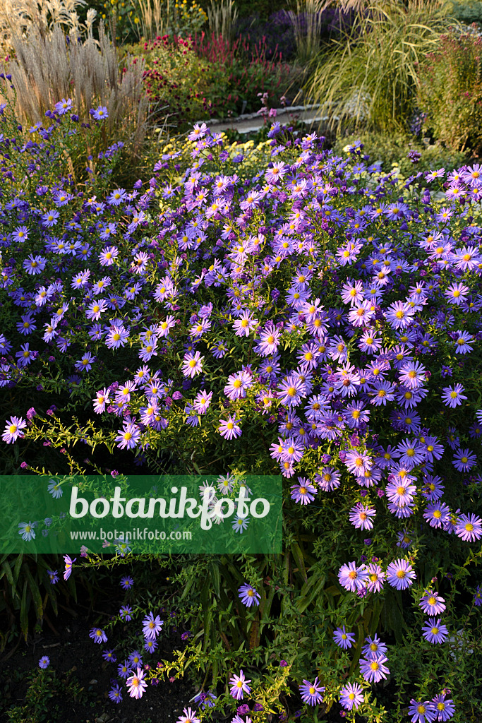 489058 - Michaelmas daisy (Aster novi-belgii 'Dauerblau')