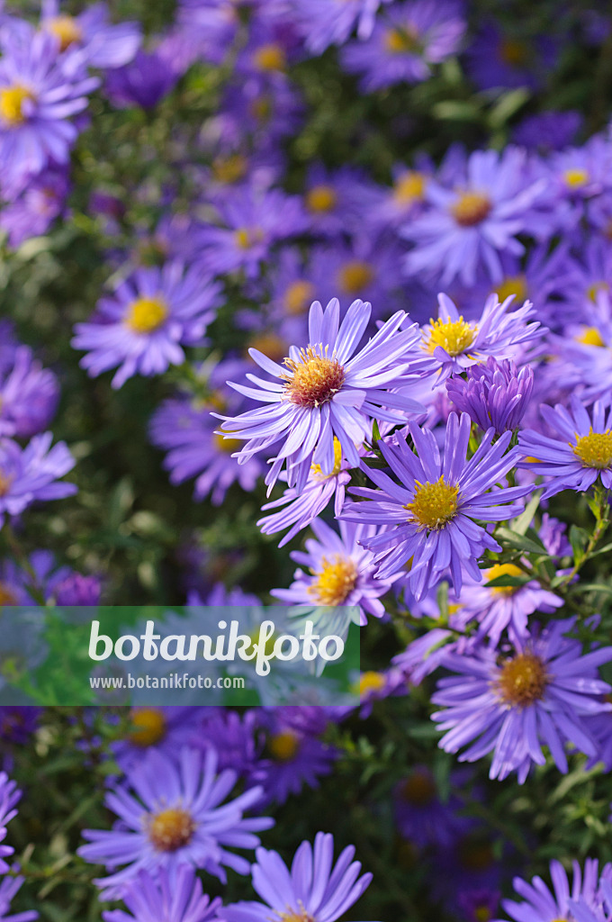 489107 - Michaelmas daisy (Aster novi-belgii 'Dauerblau')