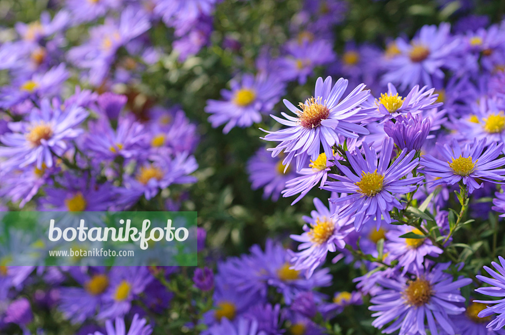 489108 - Michaelmas daisy (Aster novi-belgii 'Dauerblau')