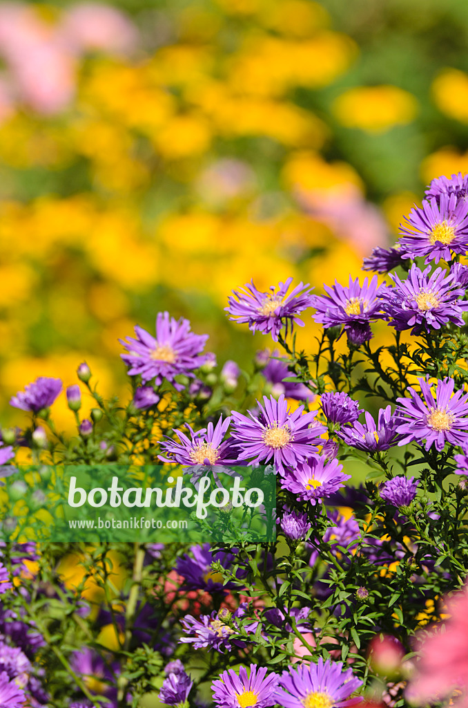 500137 - Michaelmas daisy (Aster novi-belgii 'Violetta')