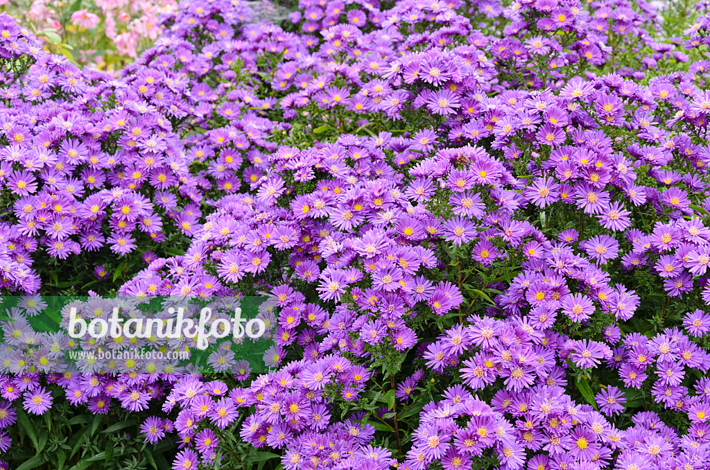 525128 - Michaelmas daisy (Aster novi-belgii 'Violetta')