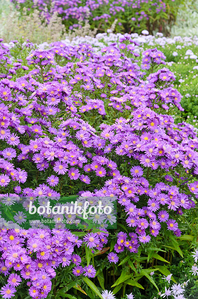 525129 - Michaelmas daisy (Aster novi-belgii 'Violetta')