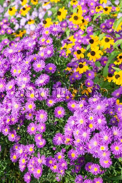 625062 - Michaelmas daisy (Aster novi-belgii 'Violetta') and brown-eyed Susan (Rudbeckia triloba)