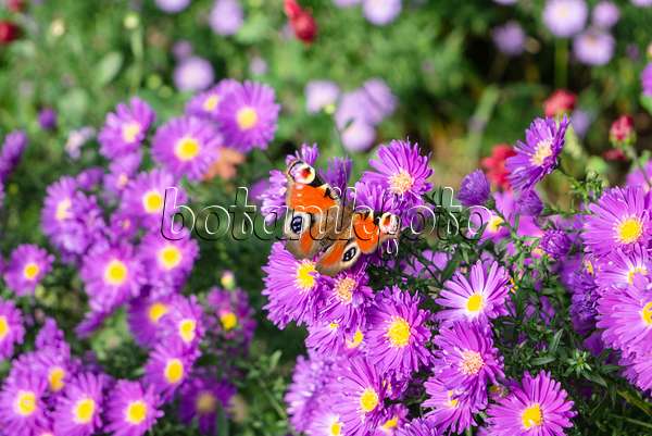 625063 - Michaelmas daisy (Aster novi-belgii 'Violetta') and peacock butterfly (Inachis io)