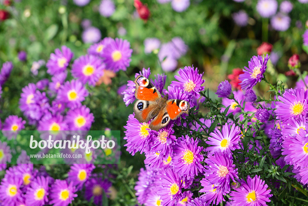 625063 - Michaelmas daisy (Aster novi-belgii 'Violetta') and peacock butterfly (Inachis io)