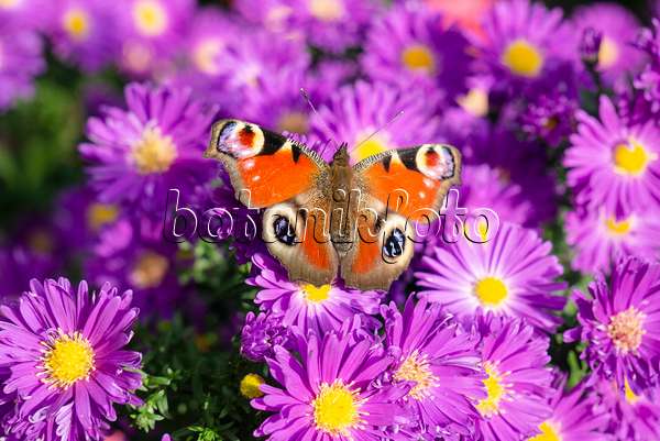 625064 - Michaelmas daisy (Aster novi-belgii 'Violetta') and peacock butterfly (Inachis io)