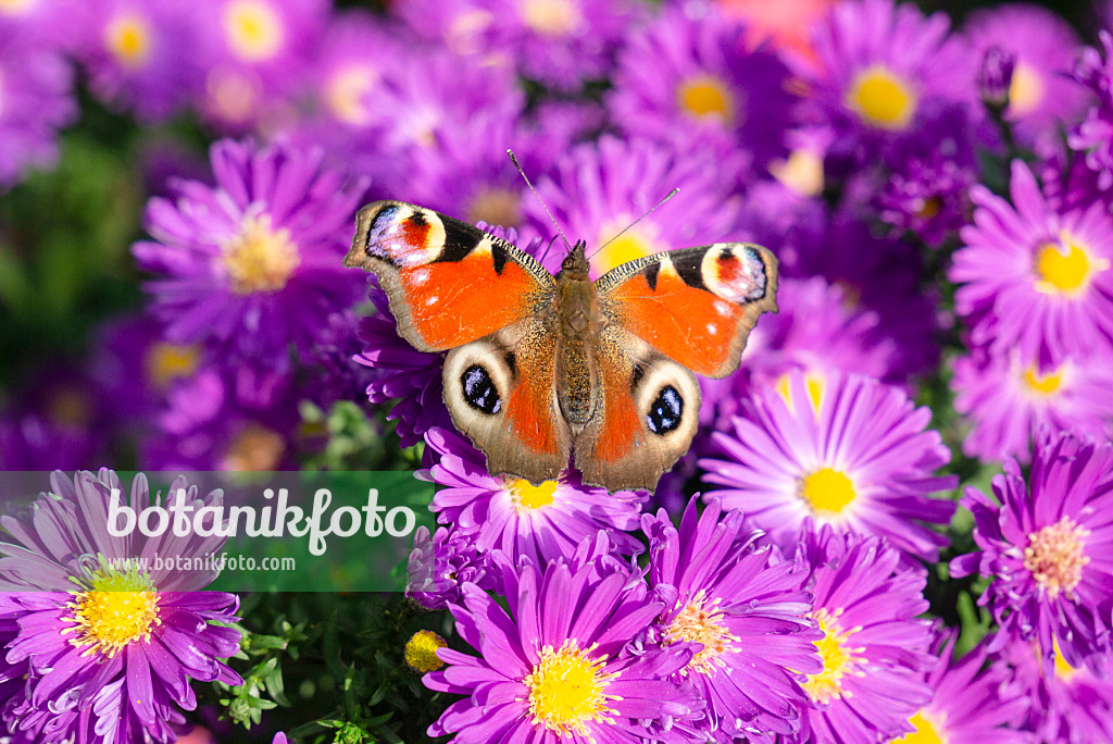 625064 - Michaelmas daisy (Aster novi-belgii 'Violetta') and peacock butterfly (Inachis io)