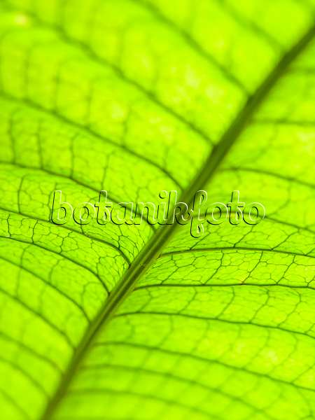 435189 - Microsorum musifolium avec des nervures de feuilles réticulées