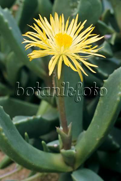 366065 - Midday flower (Carruanthus ringens)