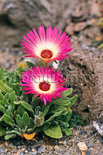 367060 - Midday flower (Dorotheanthus oculatus)