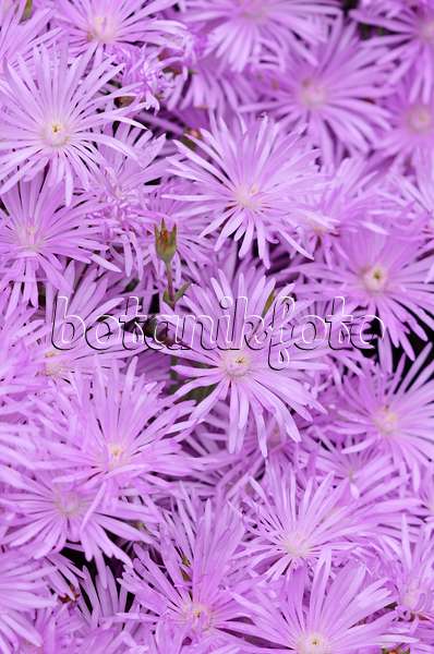 533049 - Midday flower (Lampranthus roseus)