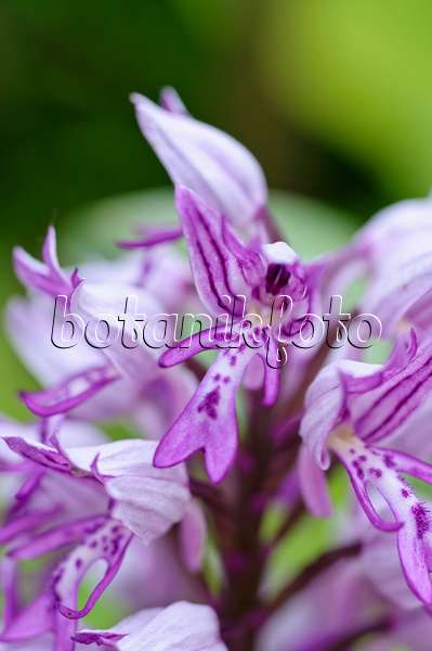 473119 - Military orchid (Orchis militaris)