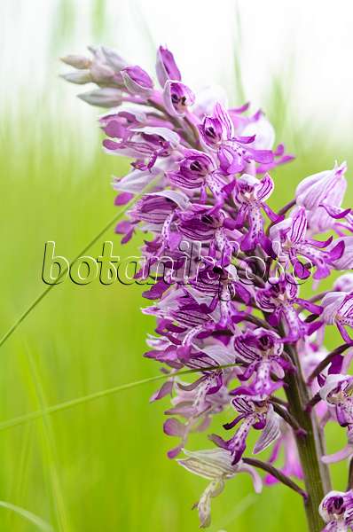 545031 - Military orchid (Orchis militaris)