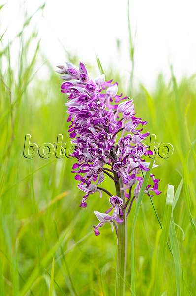 545032 - Military orchid (Orchis militaris)