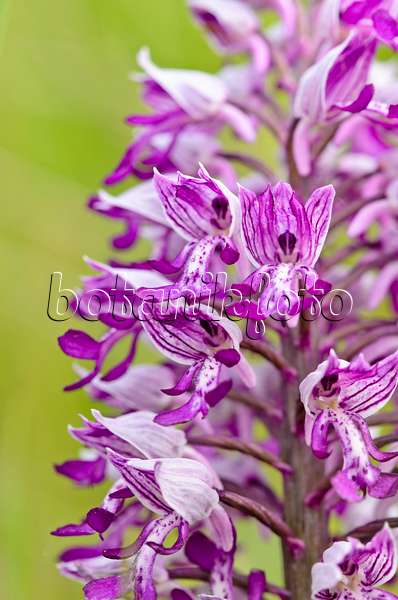 545033 - Military orchid (Orchis militaris)