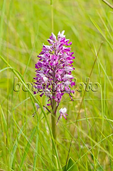 545034 - Military orchid (Orchis militaris)