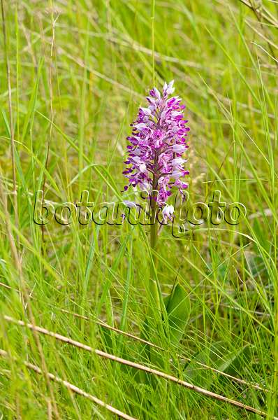 545035 - Military orchid (Orchis militaris)