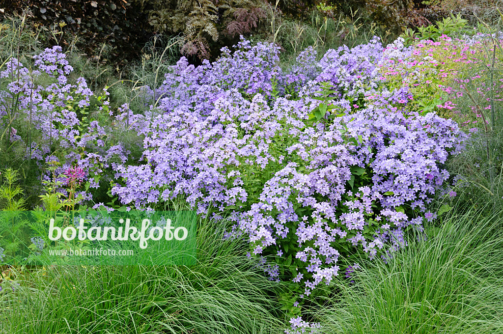 486070 - Milky bellflower (Campanula lactiflora)