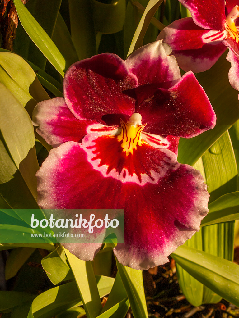 408022 - Miltonia Red Knight