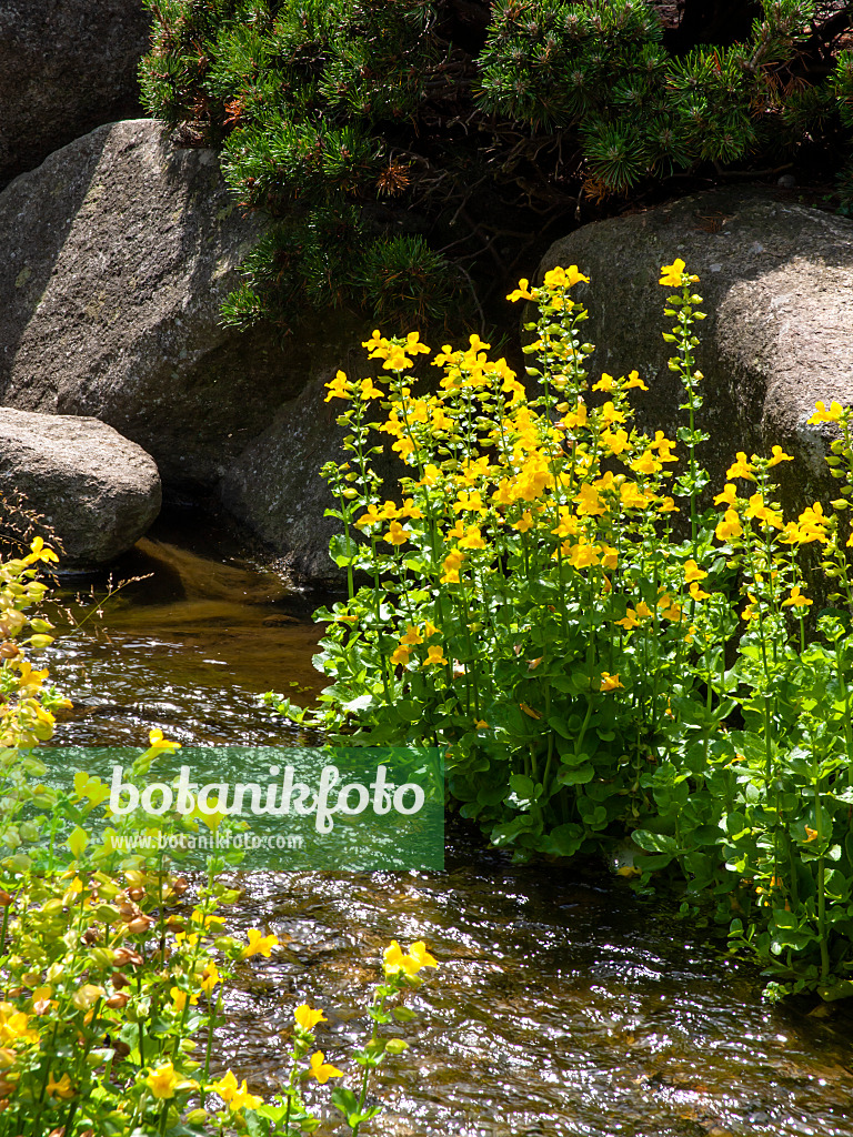 462078 - Mimule jaune (Mimulus luteus)