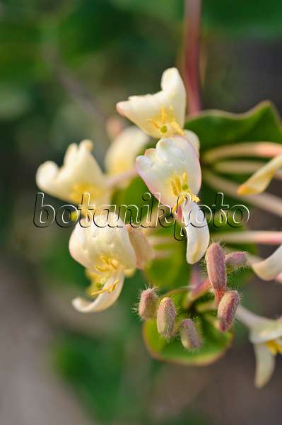 483154 - Minorca honeysuckle (Lonicera implexa)
