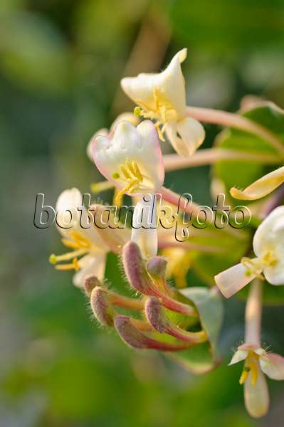 483155 - Minorca honeysuckle (Lonicera implexa)