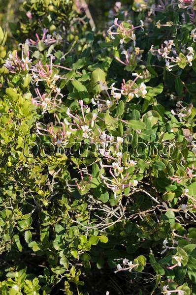 533175 - Minorca honeysuckle (Lonicera implexa)