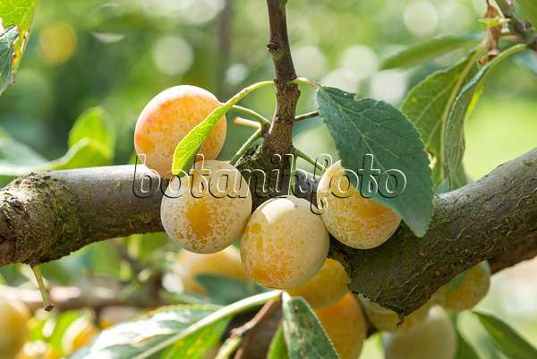 625325 - Mirabelle (Prunus domestica 'Mirabelle von Nancy')