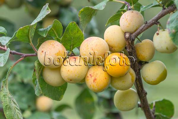 625324 - Mirabelle (Prunus domestica 'Miragrande')