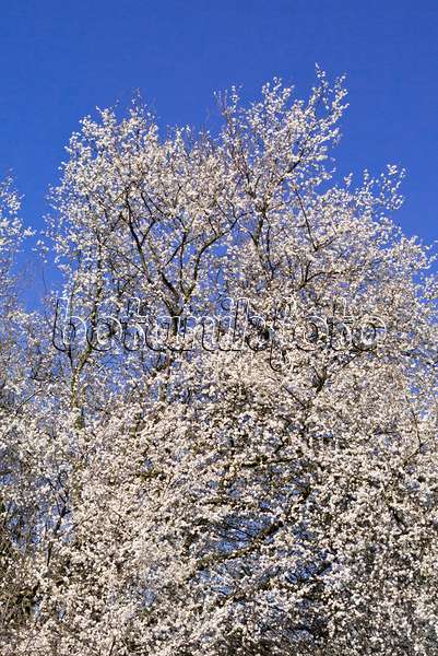 555039 - Mirabelle (Prunus domestica subsp. syriaca)