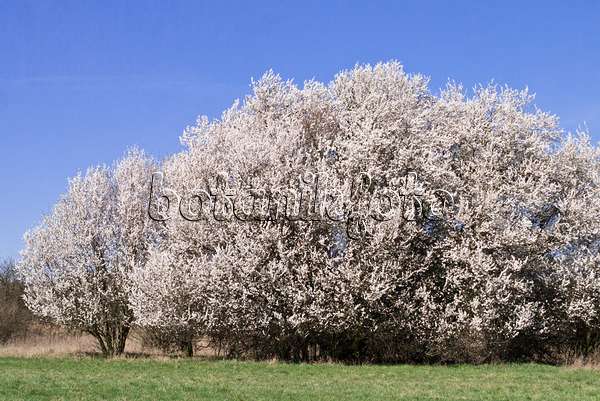 555041 - Mirabelle (Prunus domestica subsp. syriaca)