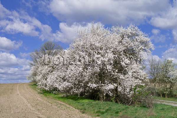 570015 - Mirabelles (Prunus domestica subsp. syriaca)