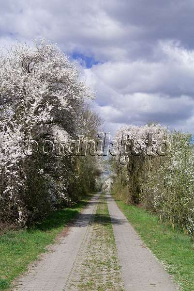 570017 - Mirabelles (Prunus domestica subsp. syriaca)