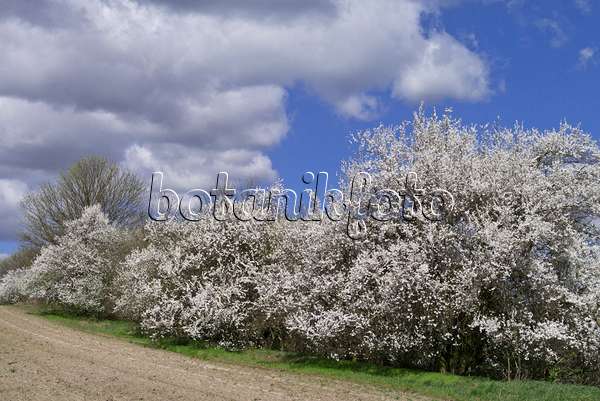 570019 - Mirabelles (Prunus domestica subsp. syriaca)