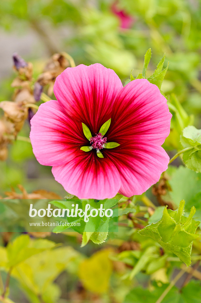 475006 - Mistery flower (Malope trifida)